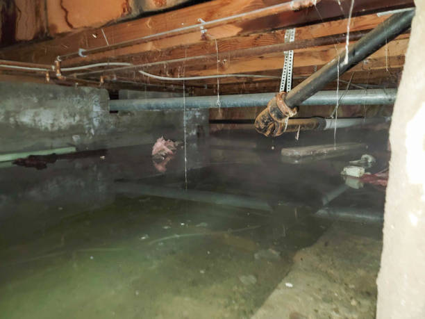 Best Water damage restoration near me  in Tara Hills, CA