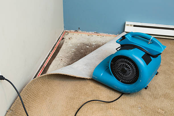 Best Mold removal after water damage  in Tara Hills, CA